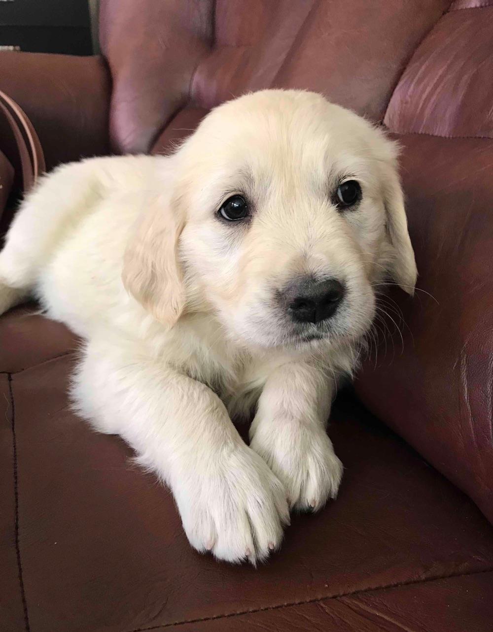 Pui Golden Retriever cu microchip si pasaport la cerere