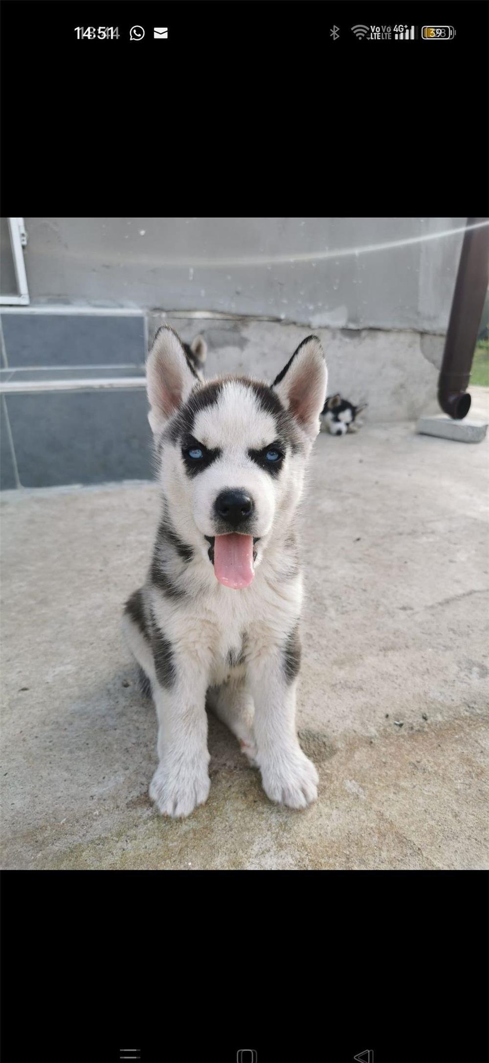 Pui husky