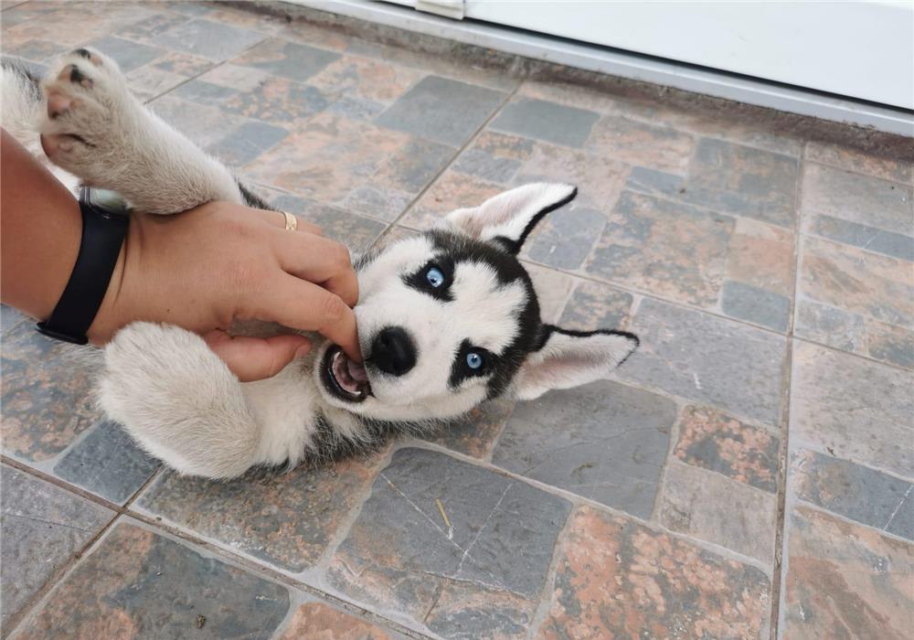 Pui husky
