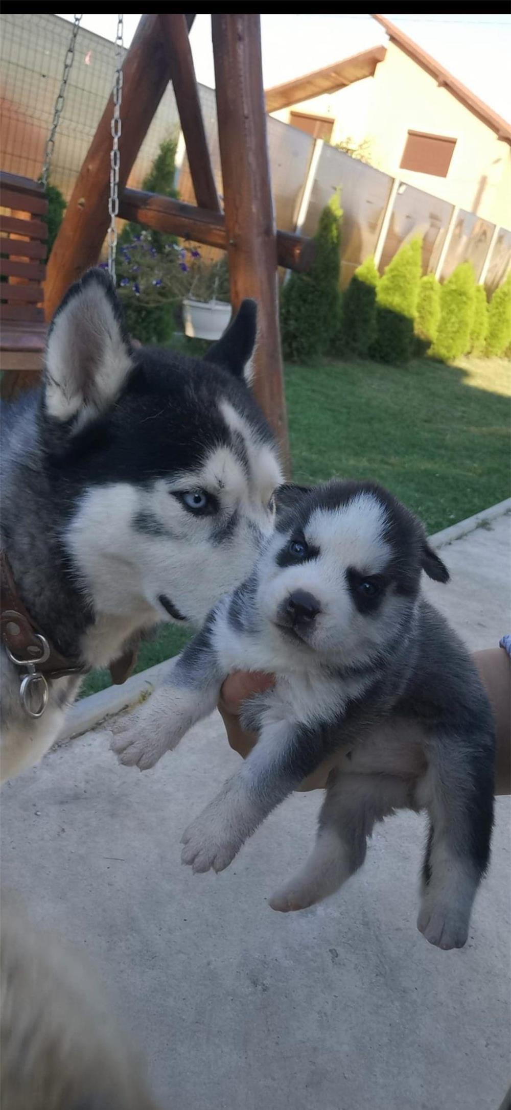 Pui husky