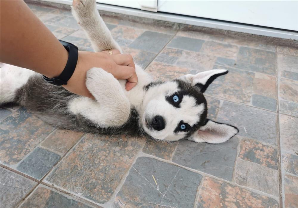 Pui husky
