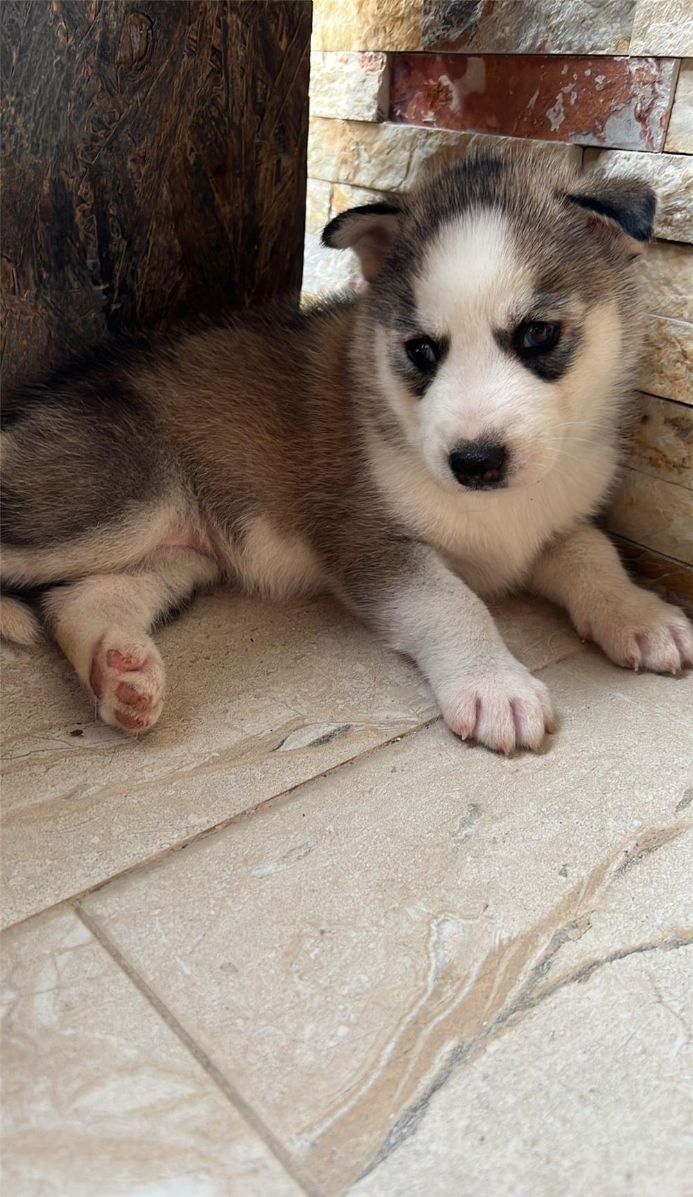 Pui husky rasa pura