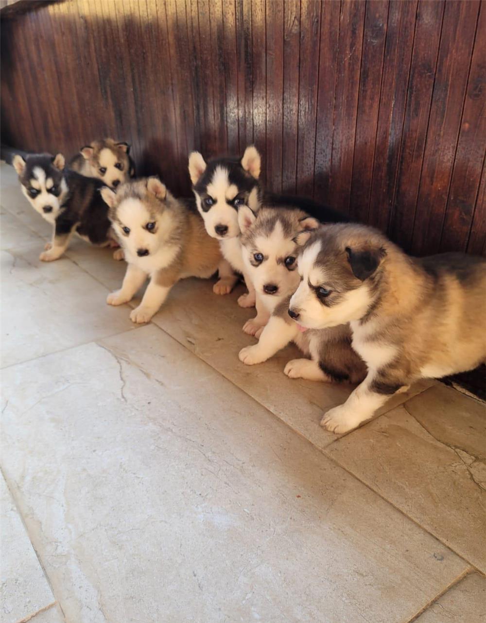 Pui husky rasa pura