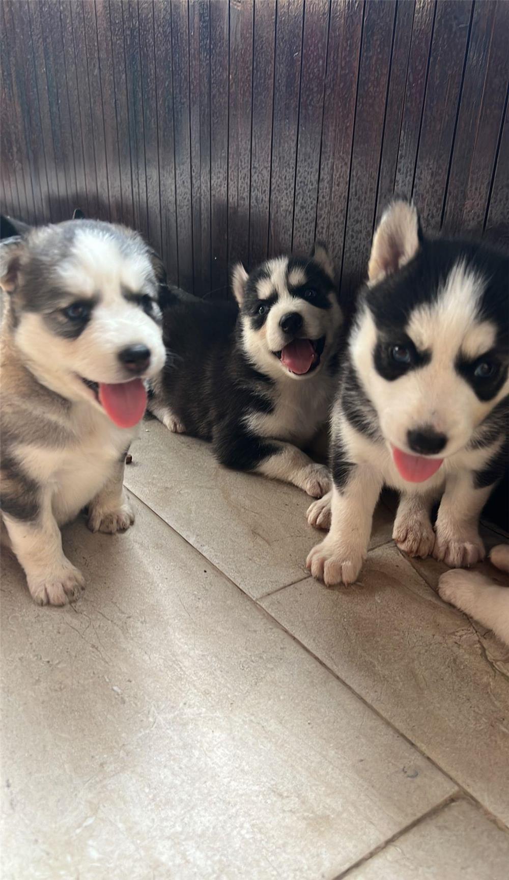 Pui husky rasa pura