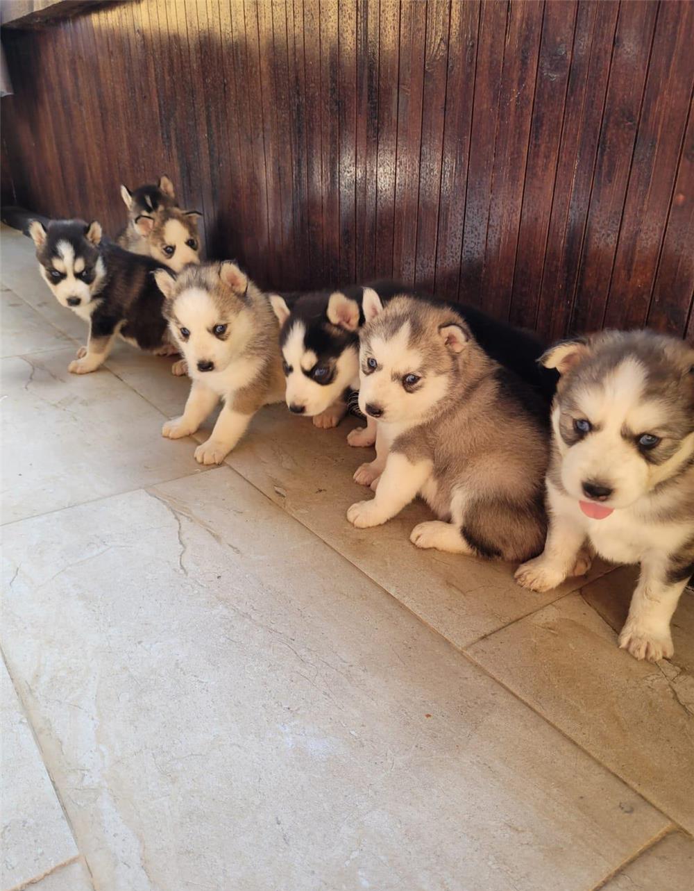 Pui husky rasa pura