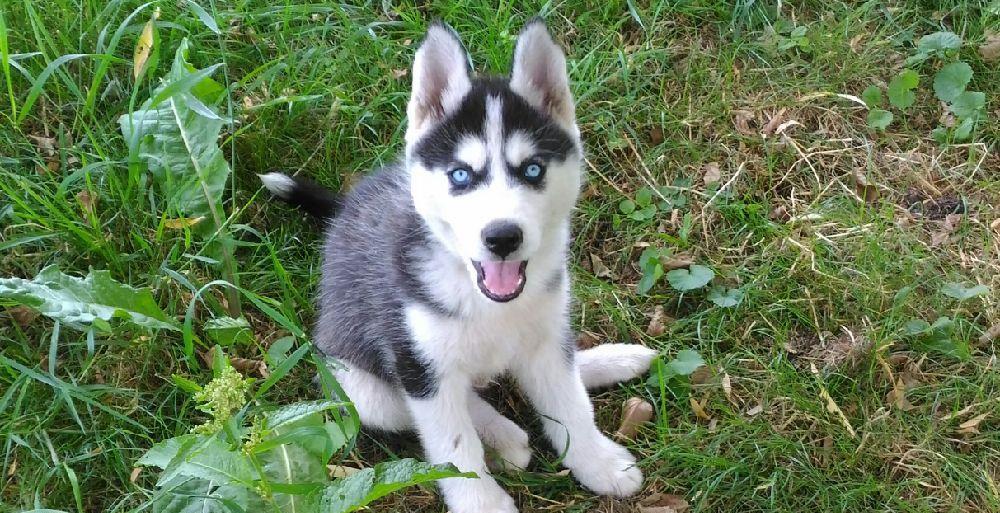 Pui Husky Siberian negru cu alb