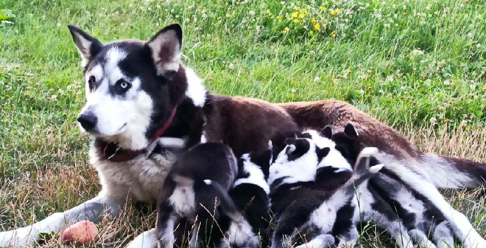 Pui Husky Siberian negru cu alb