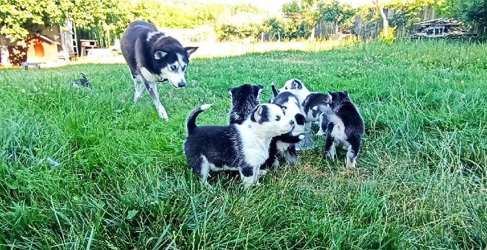 Pui Husky Siberian negru cu alb