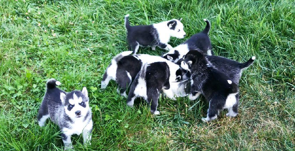 Pui Husky Siberian negru cu alb