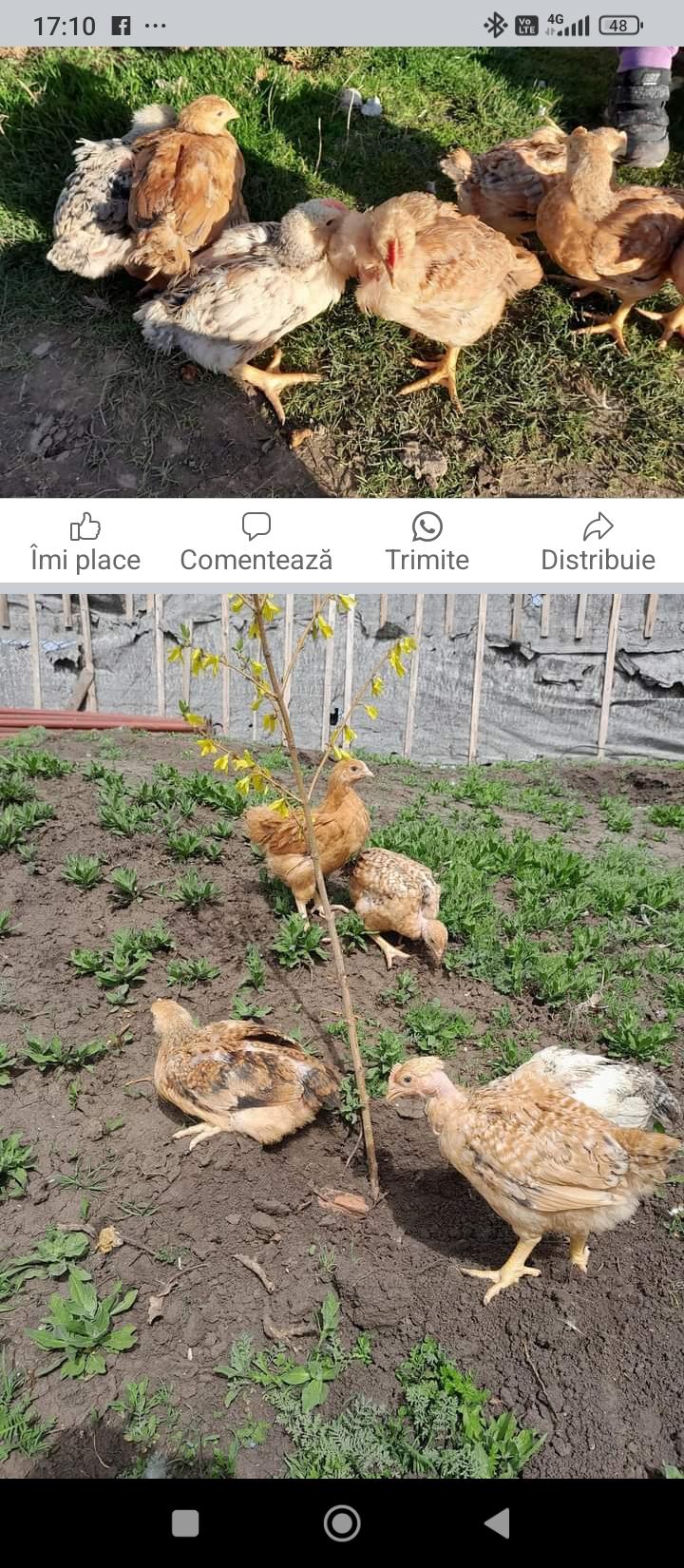 Pui kabir-colorați..porumbaci