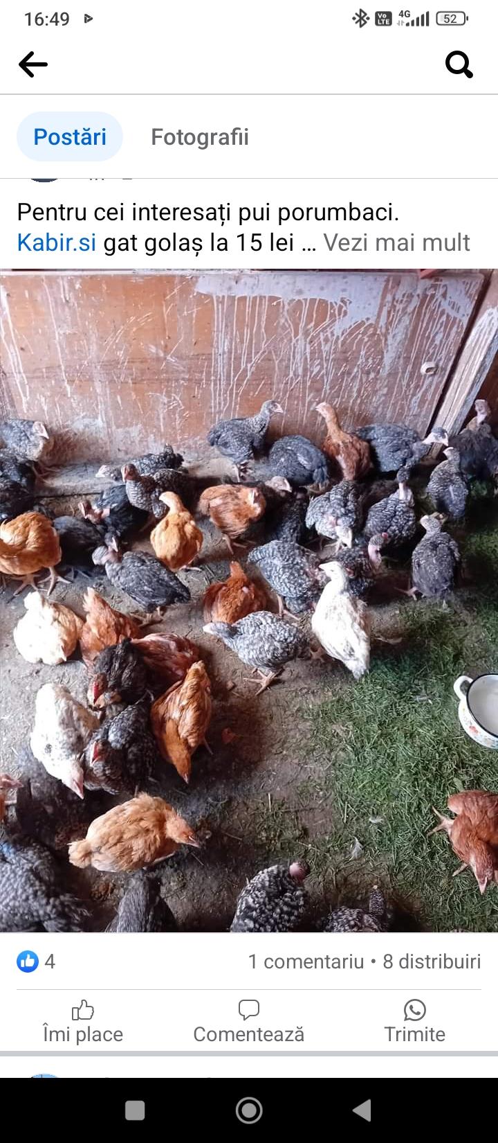 Pui kabir-colorați..porumbaci