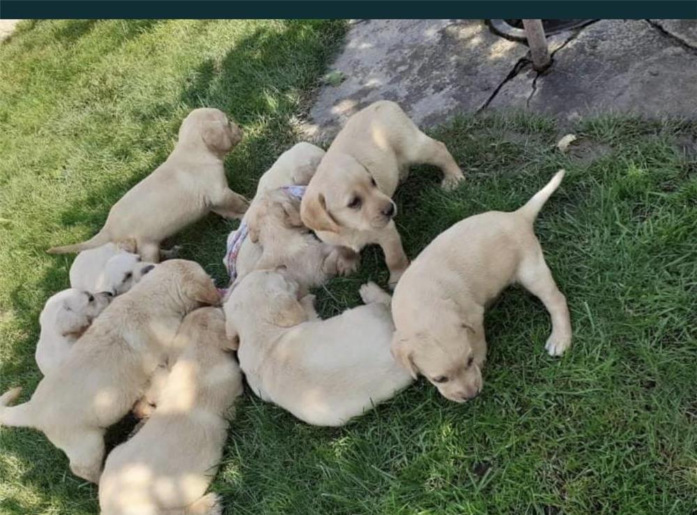 Pui Labrador aurii