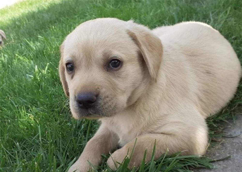 Pui Labrador aurii