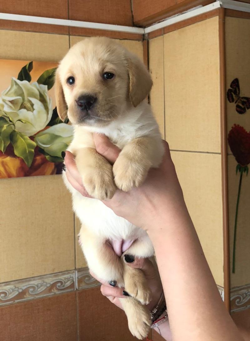 Pui labrador auriu cu pedigree tip A