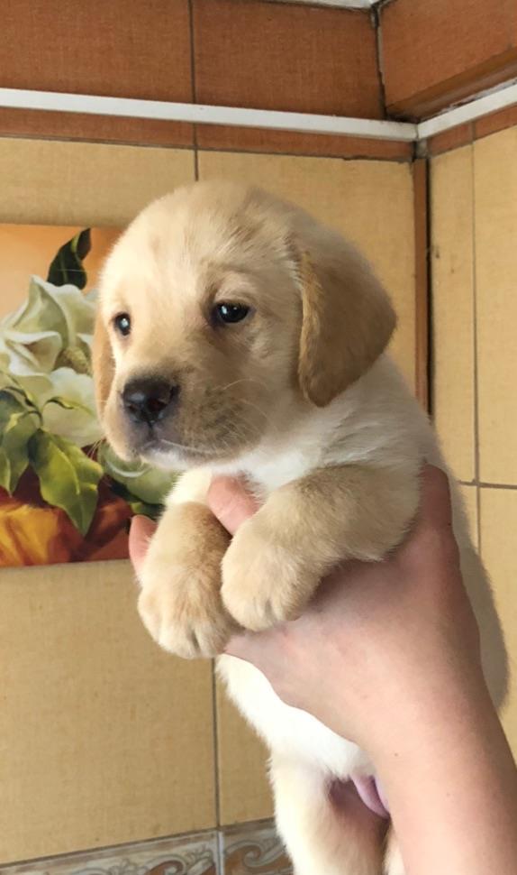 Pui labrador auriu cu pedigree tip A