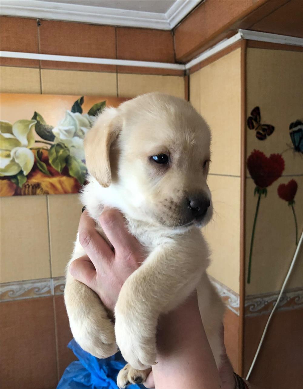 Pui labrador auriu cu pedigree tip A