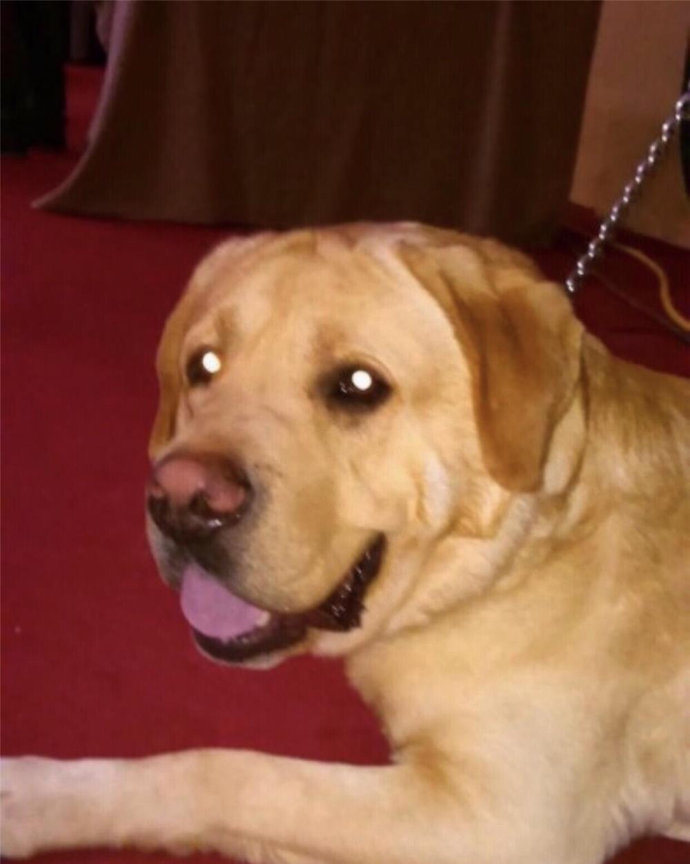 Pui labrador auriu cu pedigree tip A