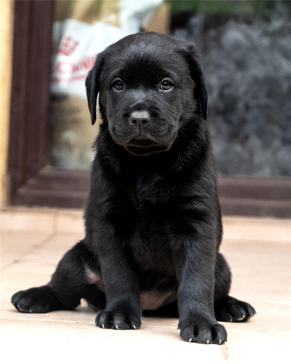 Pui Labrador cu Pedigree, din parinte campion