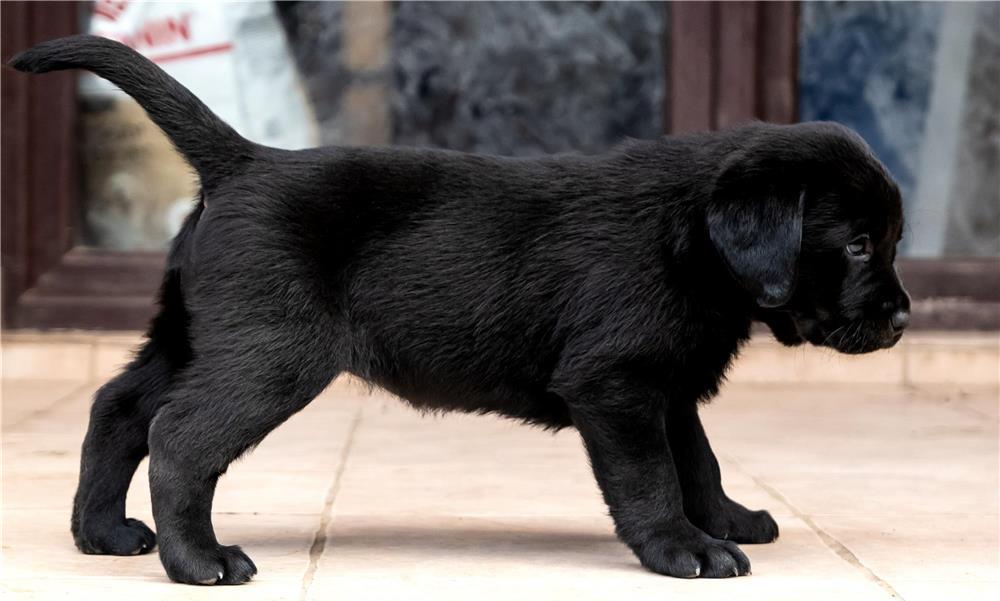 Pui Labrador cu Pedigree, din parinte campion