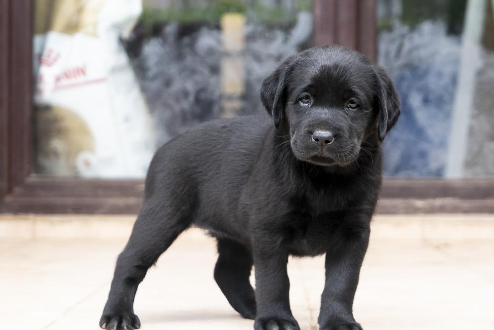 Pui Labrador cu Pedigree, din parinte campion