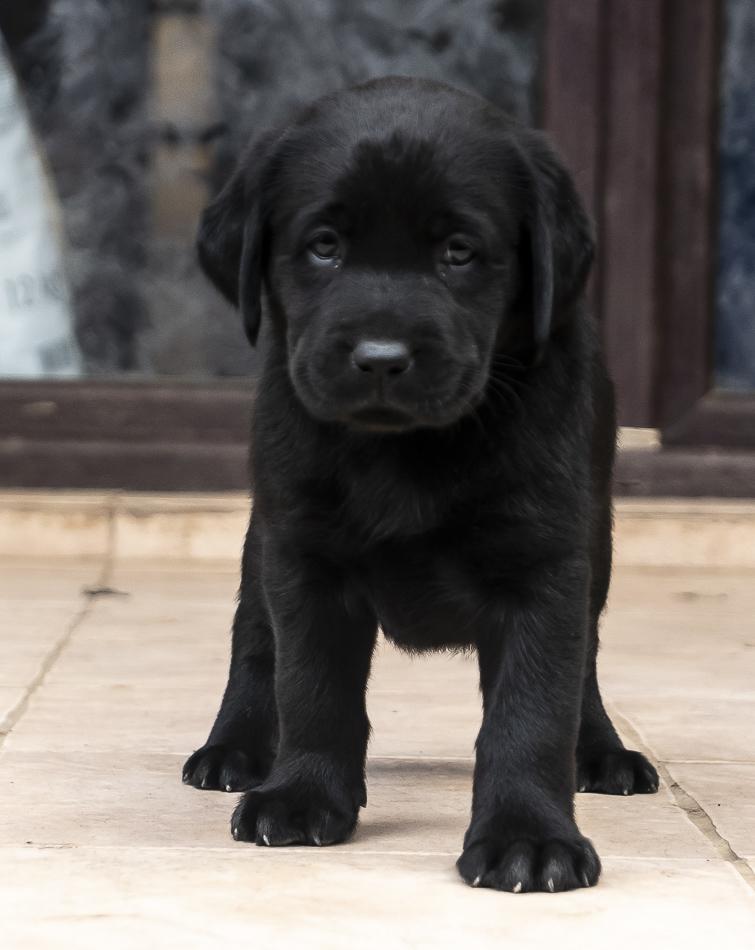 Pui Labrador cu Pedigree, din parinte campion