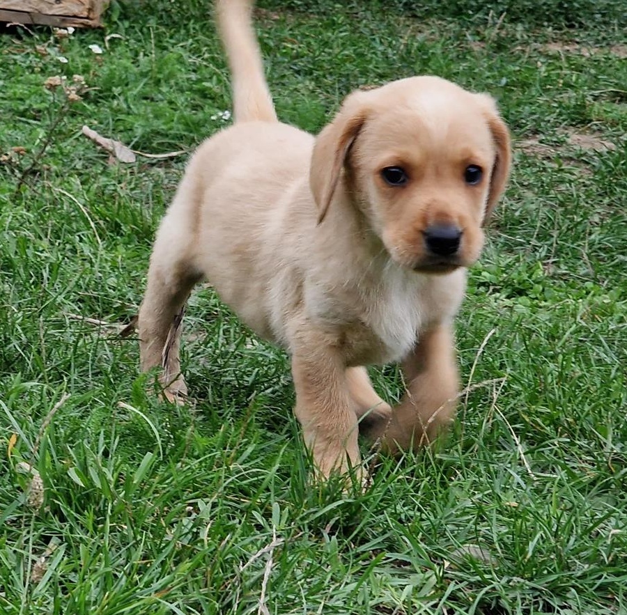 Pui Labrador Retriever