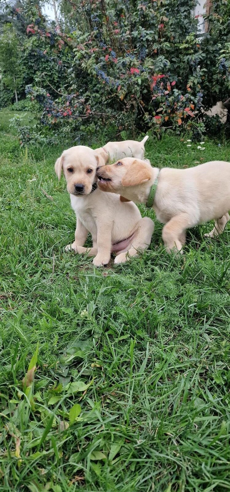 Pui Labrador Retriever