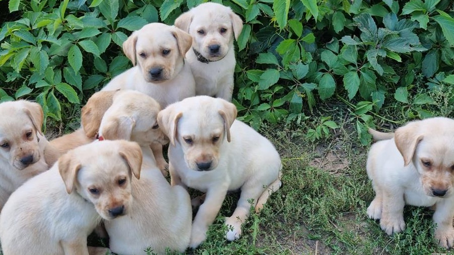 Pui Labrador Retriever