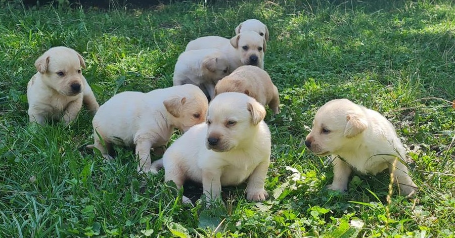 Pui Labrador Retriever