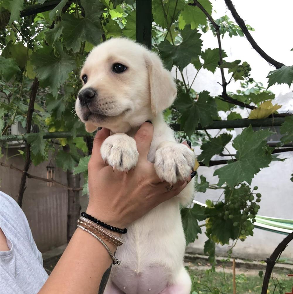 Pui labrador Retriever cu pedigree tip A