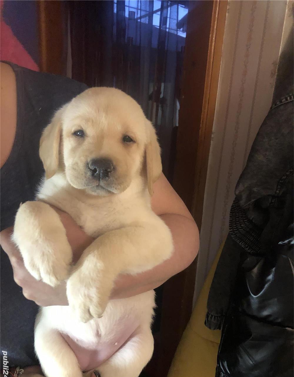 Pui labrador Retriever cu pedigree tip A