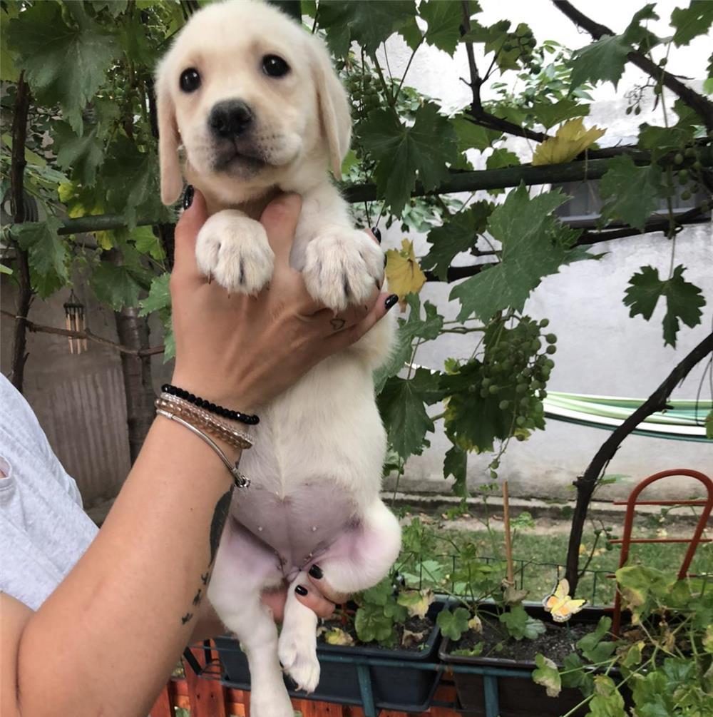 Pui labrador Retriever cu pedigree tip A
