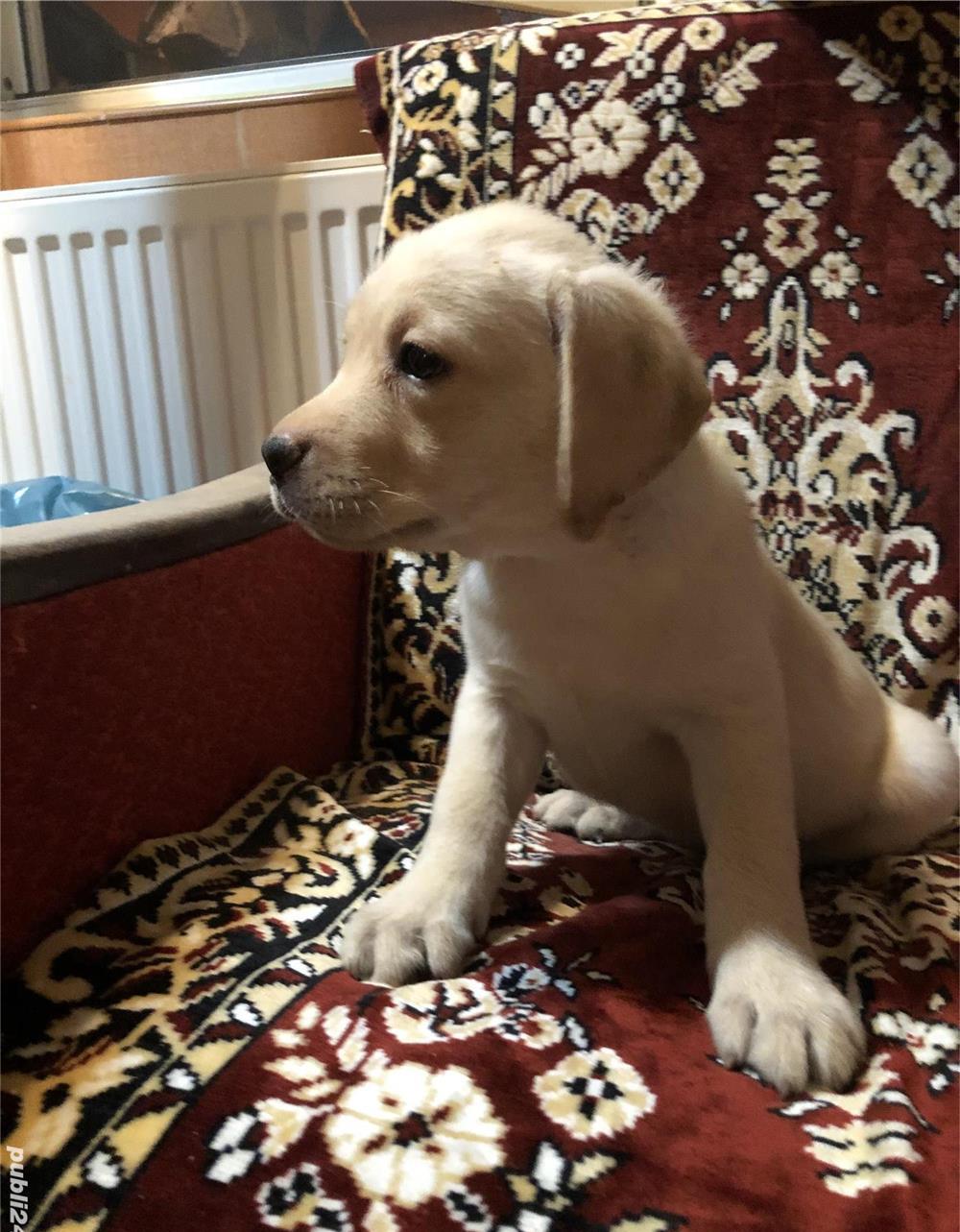Pui labrador Retriever cu pedigree tip A