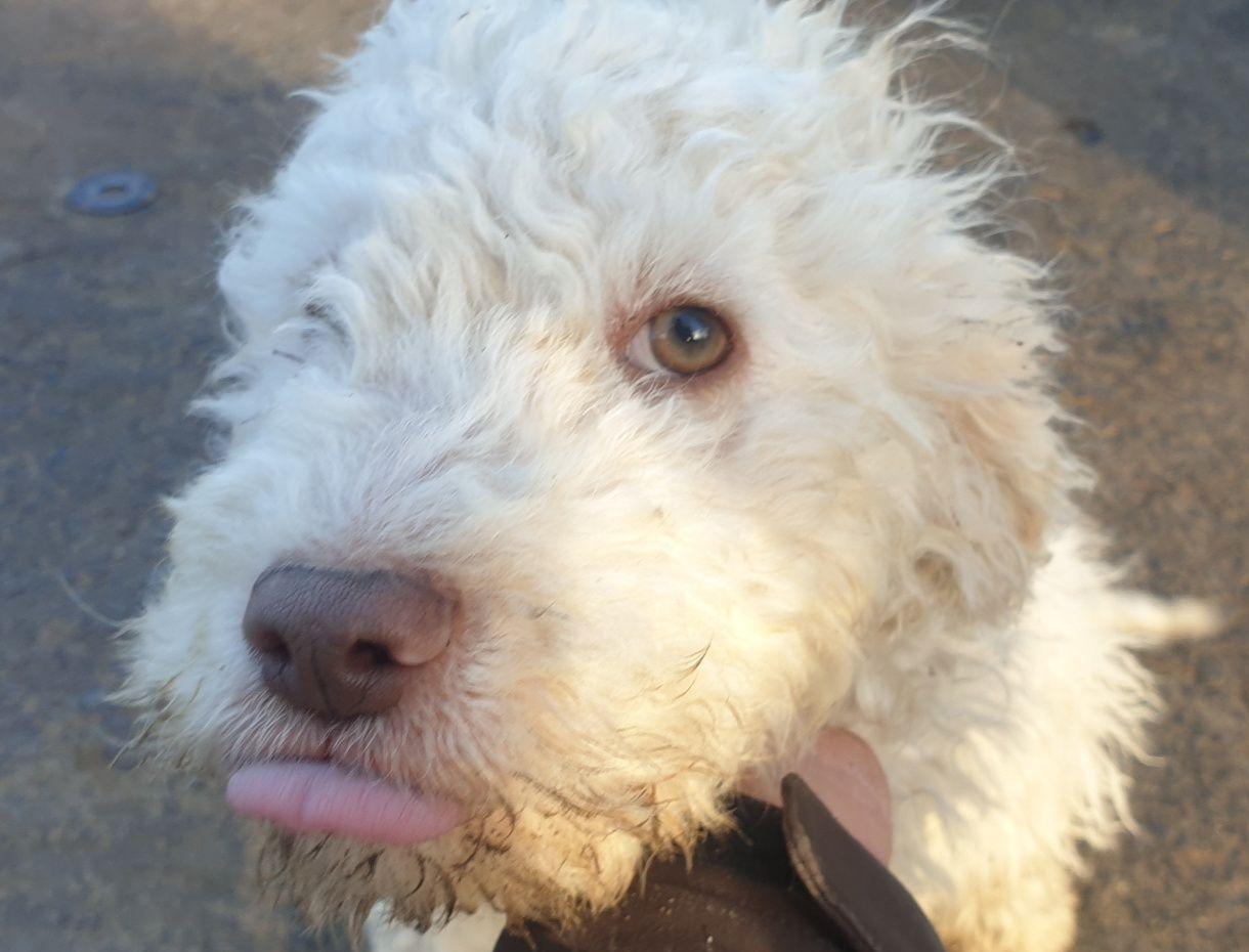Pui Lagotto romagnolo trufe