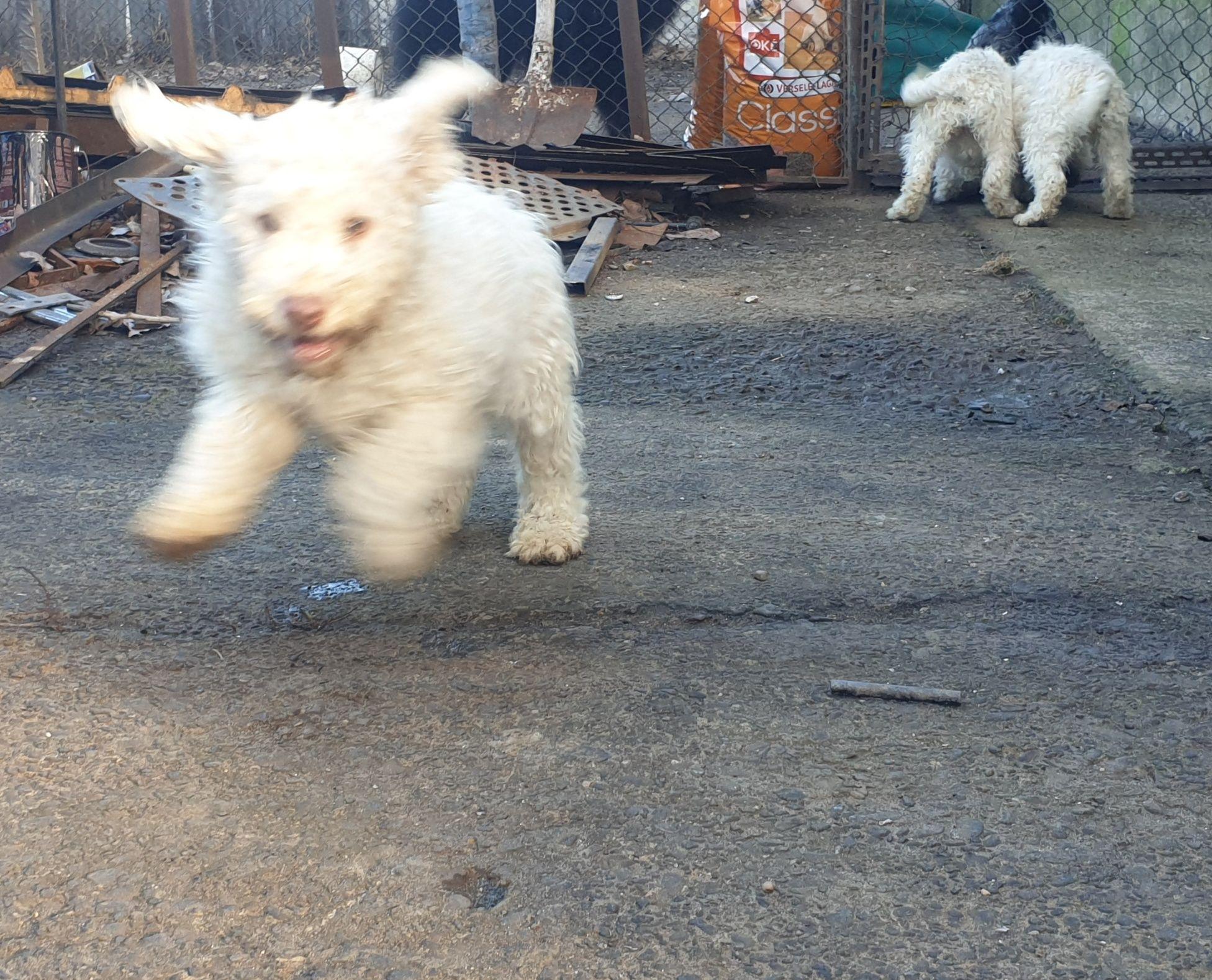 Pui Lagotto romagnolo trufe