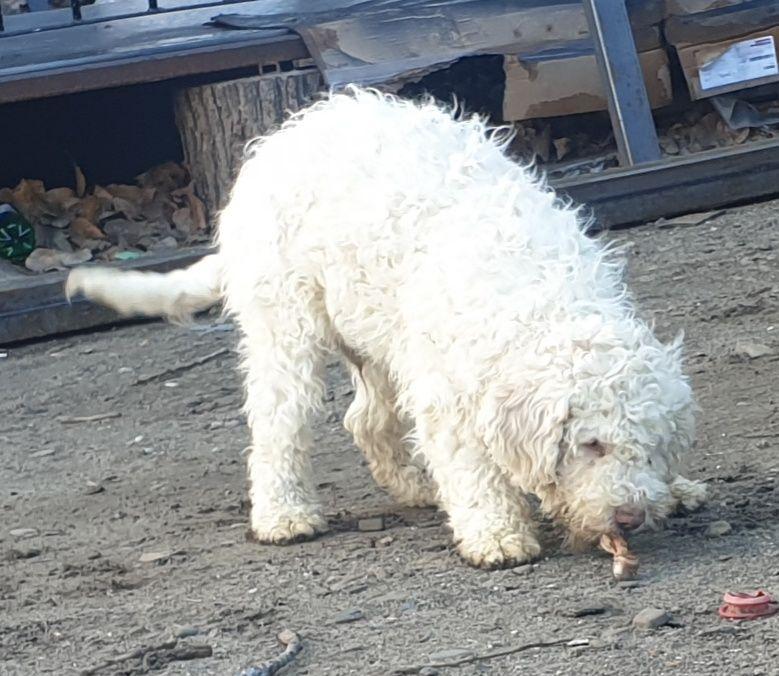 Pui Lagotto romagnolo trufe