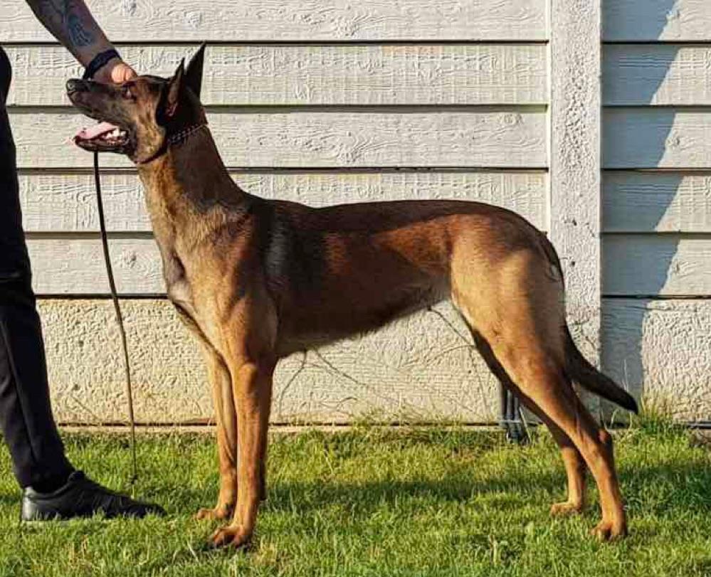 pui Malinois cu genetica deosebita