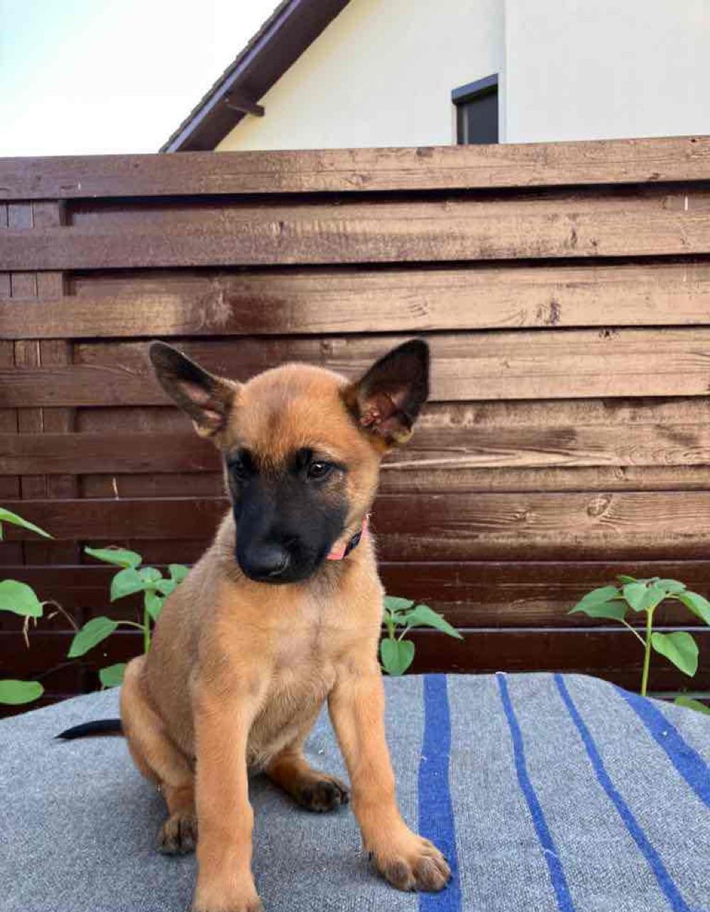 pui Malinois cu genetica deosebita