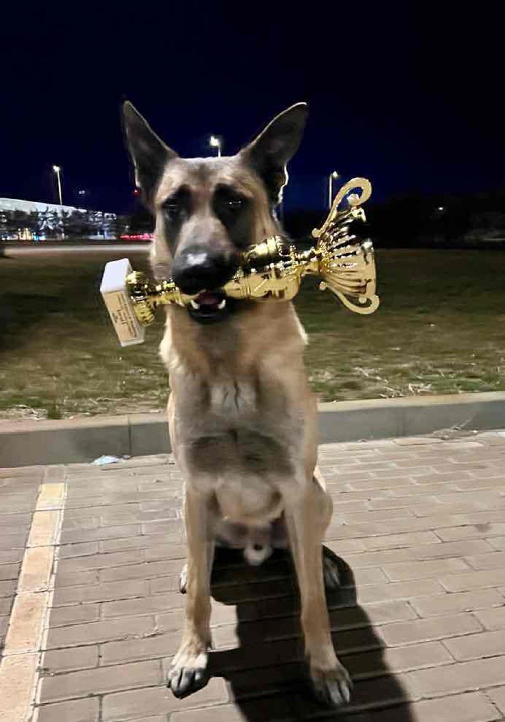pui Malinois cu genetica deosebita