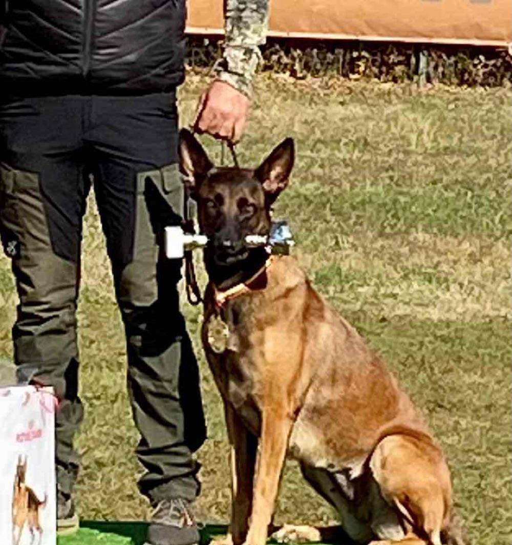 pui Malinois cu genetica deosebita