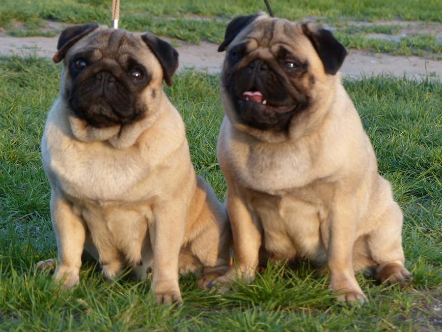 pui mops PUG