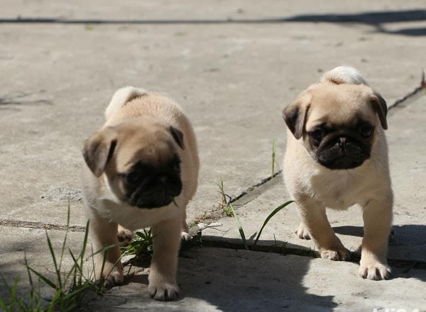 pui mops PUG