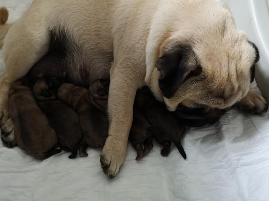 pui mops PUG