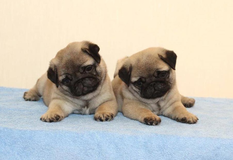 pui mops PUG