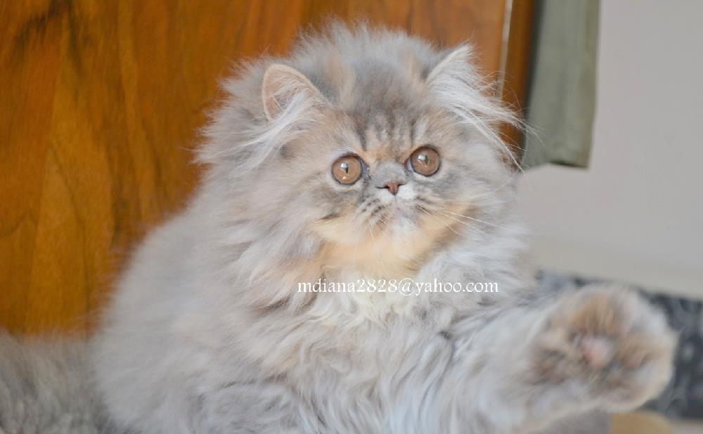Pui persan Albastru-bej, Tabby  !