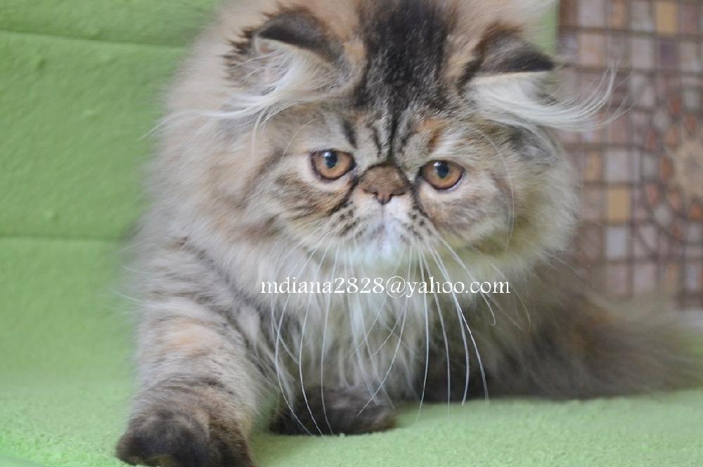 Pui persan Albastru-bej, Tabby  !