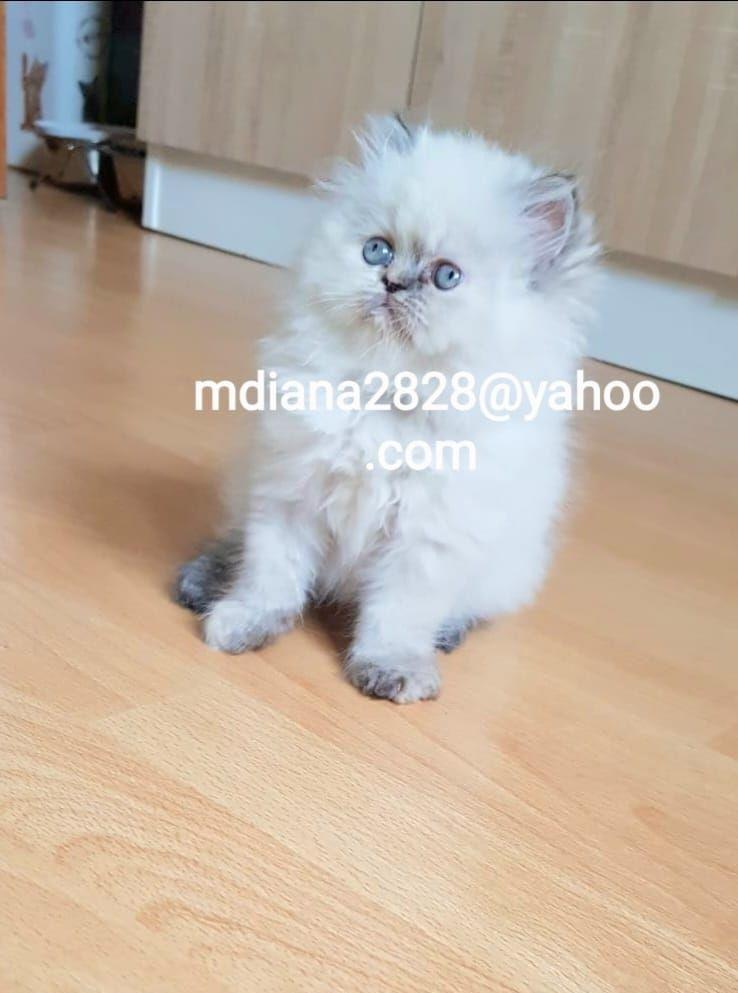 Pui persani Himalayeni Superbi !