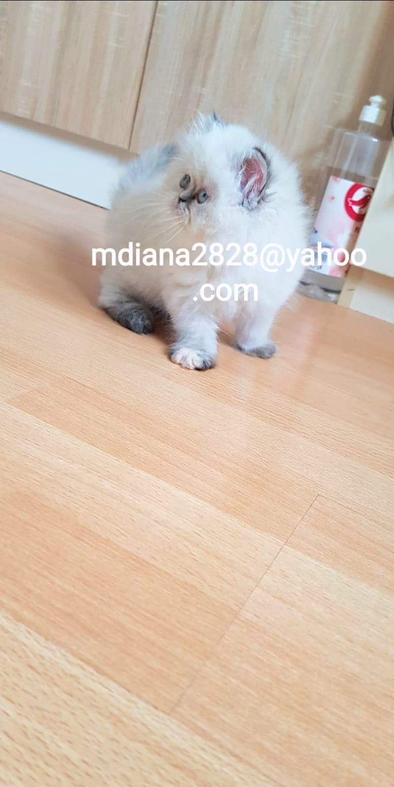 Pui persani Himalayeni Superbi !