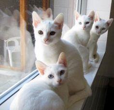 pui pisica alba de rusia