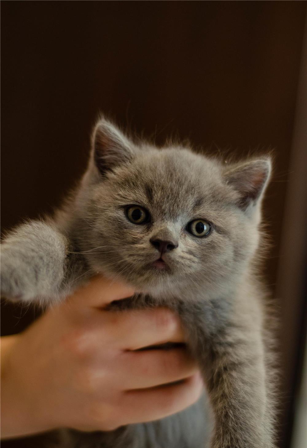 Pui pisica British Shorthair Blue, 2 luni